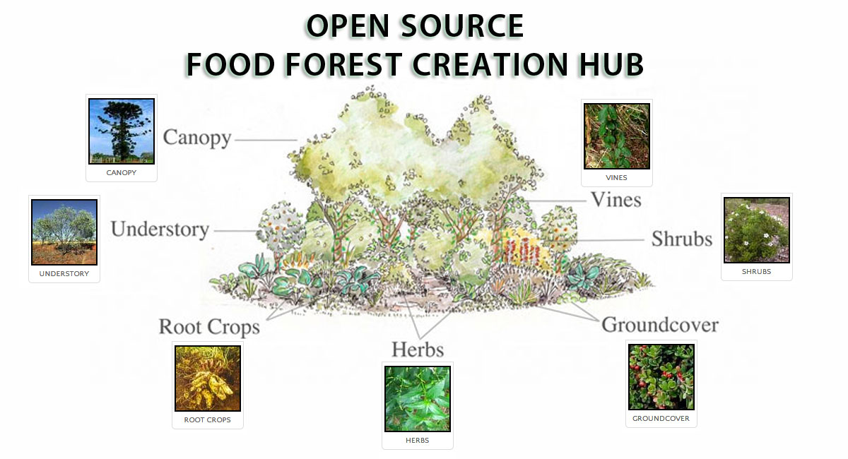 Food-Forest-Facebook-Meme.jpg
